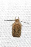 Agonopterix