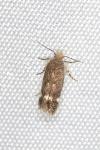 Bryotropha