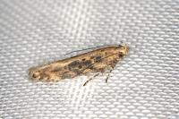 Scrobipalpa