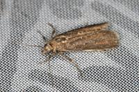 Helcystogramma triannulella