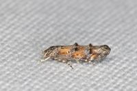 Mompha miscella