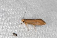Crassa unitella
