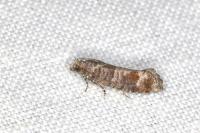 Clavigesta sylvestrana