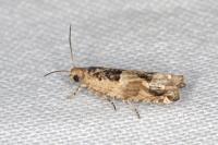 Crocidosema plebejana