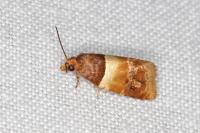 Epinotia festivana