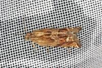Eucosma