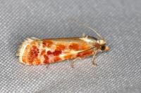 Rhyacionia buoliana