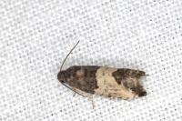Spilonota ocellana