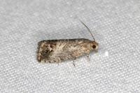 Cydia splendana