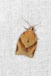 Clepsis consimilana