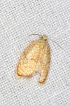 Acleris forsskaleana