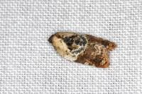 Acleris variegana