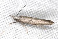 Paradoxus osyridellus
