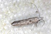 Paradoxus osyridellus