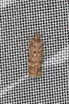 Bryotropha