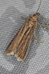 Helcystogramma triannulella