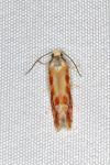 Rhyacionia buoliana