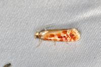 Rhyacionia buoliana