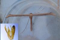 Emmelina monodactyla