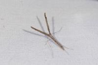 Agdistis