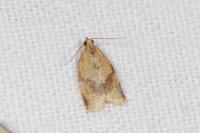 Clepsis consimilana