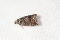 Cydia splendana