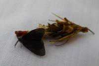 Canephora hirsuta