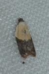 Acleris variegana