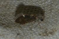 Dyseriocrania subpurpurella