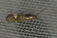 Esperia sulphurella
