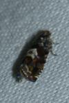 Pammene argyrana
