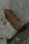Depressaria