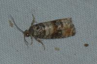 Piniphila bifasciana