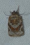 Argyrotaenia ljungiana