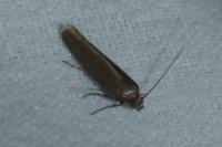 Scythris