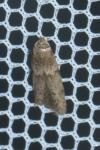 Blastobasis phycidella