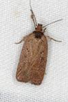 Agonopterix scopariella