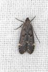 Dichomeris alacella