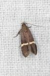 Anacampsis