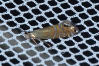 Glyphipterix thrasonella