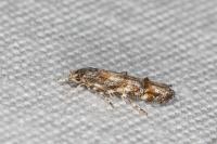 Mompha miscella