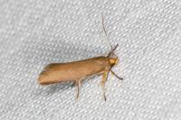 Crassa unitella