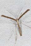 Agdistis