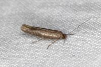 Scythris