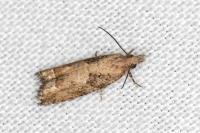 Acroclita subsequana