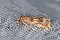 Eucosma