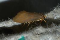 Crassa unitella