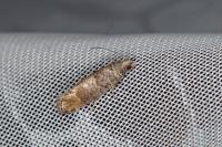 Clavigesta
