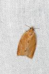 Clepsis consimilana