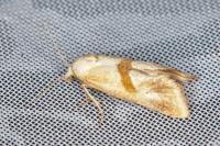 Cochylimorpha
